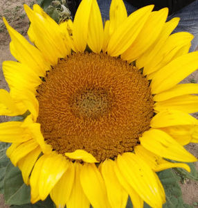 Meet your Posher, Ayana